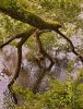HIGHLY COMMENDED.....Elsbeth Twyman